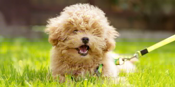 A very cute light brown, curly Maltipoo laying down on grass.