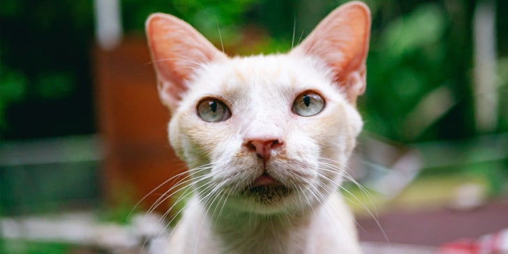 A close up of a sandy coloured cat sticking his tongue out.