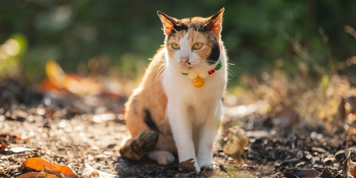 Ginger, black and white cat in the sun