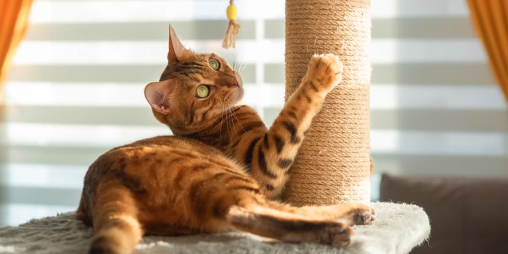 A ginger Bengal cat scratching a post.