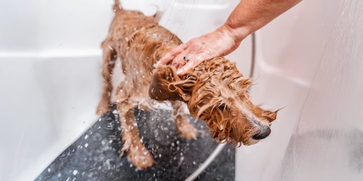 A wet cavapoo having a bath.