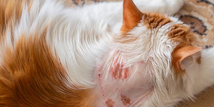 A cat with a bald patch on his neck.