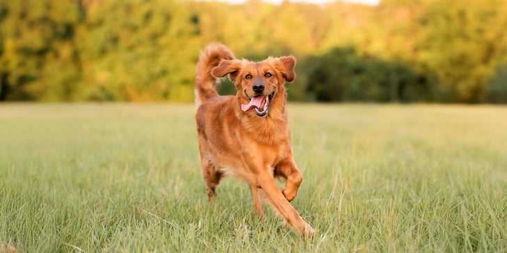 A light brown golden retriever running through grass.