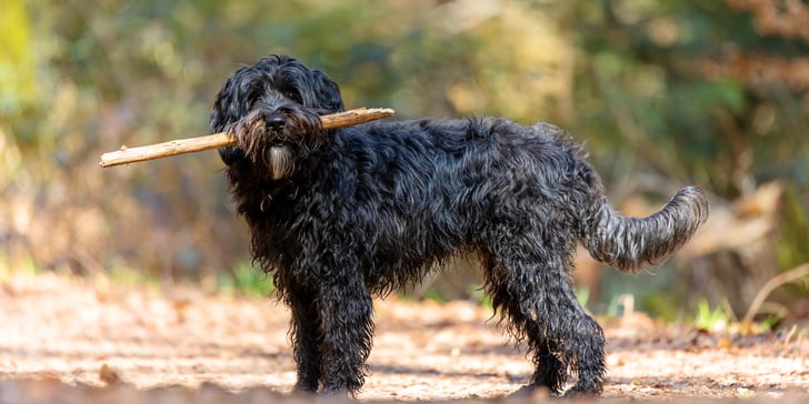 Black labradoodle with stick in mouth