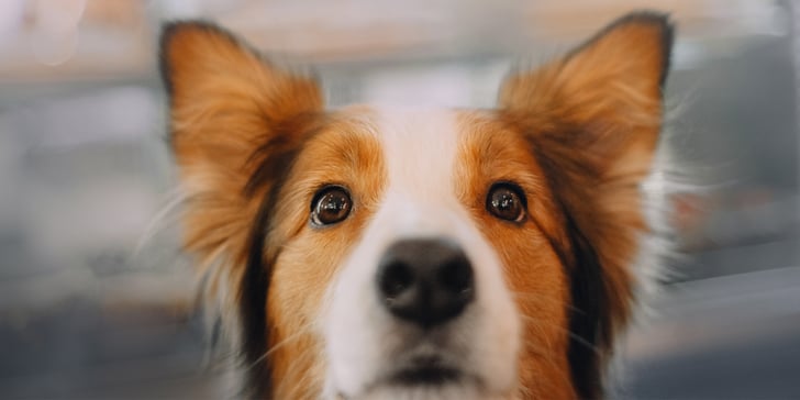 A close up of a collie dog with a wet nose.