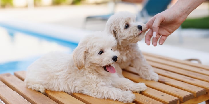 two teacup maltipoos sitting next to each other next to a pool