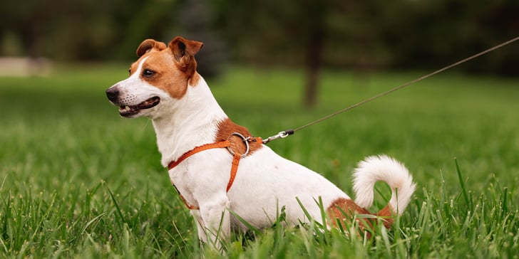 A Jack Russell in a harness sitting in grass.