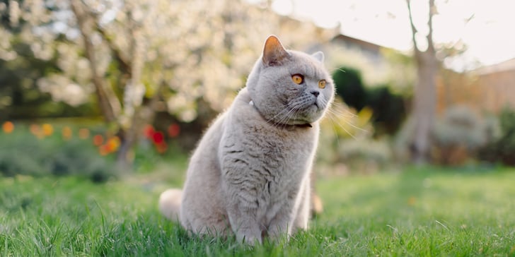 A british shorthair cat sitting outdoors on grass.