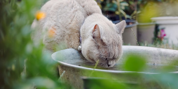 A shorthair cat drinking outdoors.