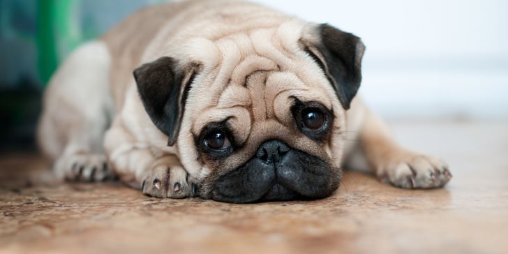 A sad looking pug