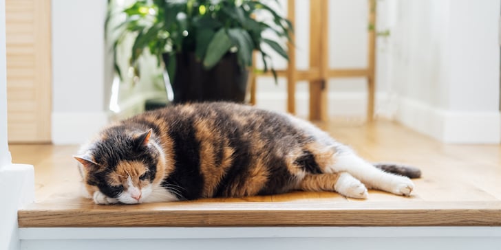 a cat laying at the top of the stairs