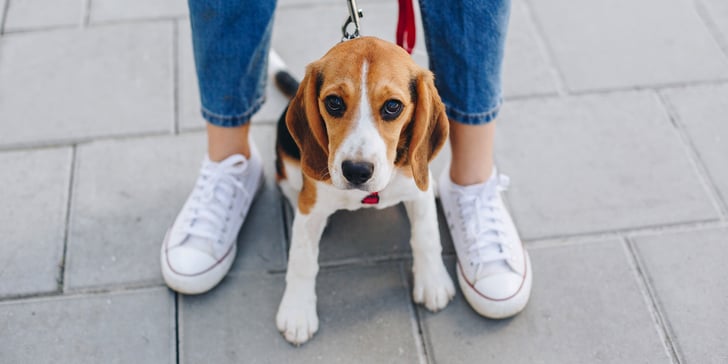 A beagle sitting between it's owners legs, looking lovingly up at the camera.