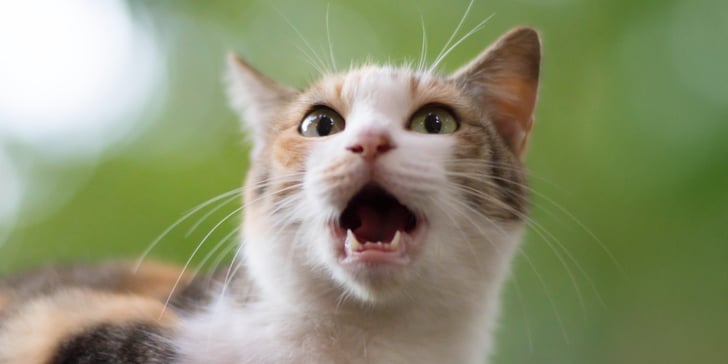 tabby cat meowing