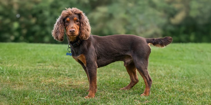 Brown and orange Cocker Spaniel standing on grass with lion haircut