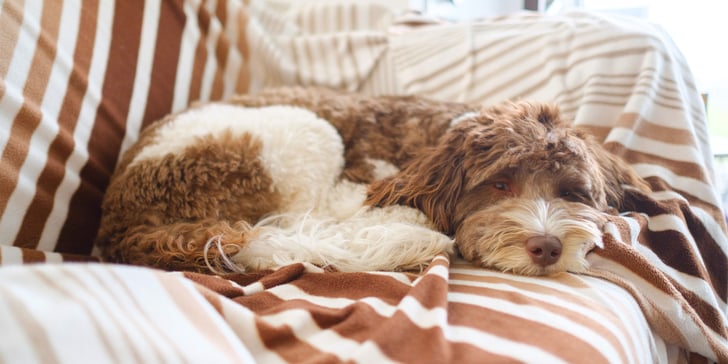 A labradoodle dog laying down on a sofa.