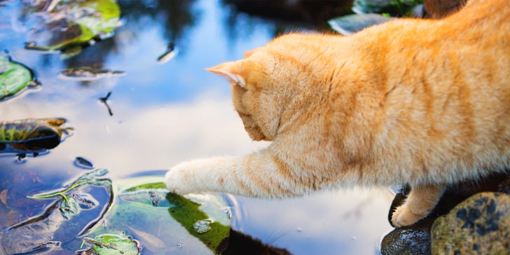 A ginger cat trying to catch a fish in a pond.
