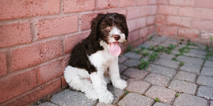 Parti coloured labradoodle sitting on pavement in front of wall