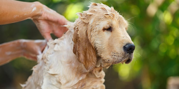 A golden retriever being shampooed.