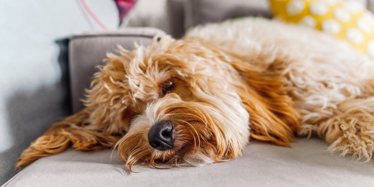 A close up image of a Labradoodle laying down.