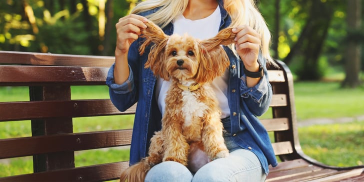 Cavapoo having ears lifted up while sitting on owners lap on a park bench