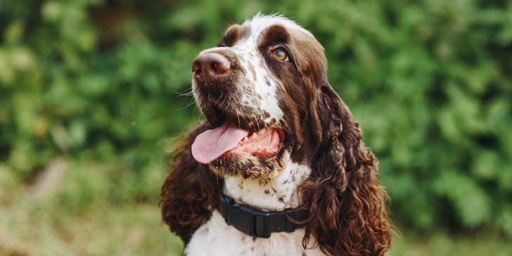 brown and white springer spaniel with tongue poking out