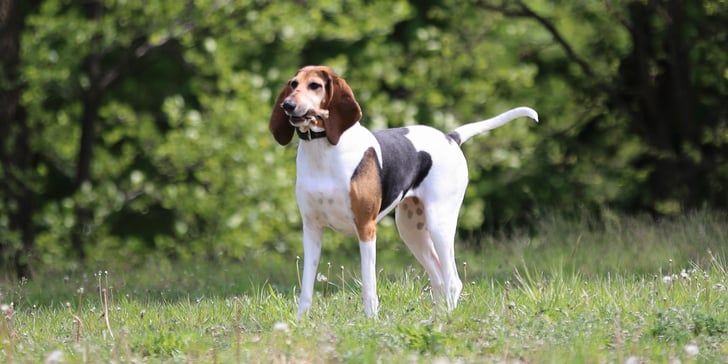 An English Foxhound standing on the grass outdoors.