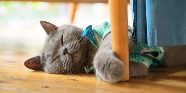 A british shorthair cat curled up at the leg of a chair