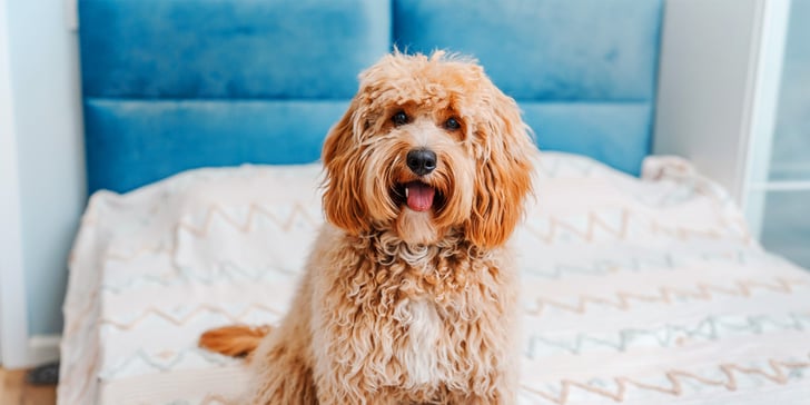 A labradoodle sitting on a bed.