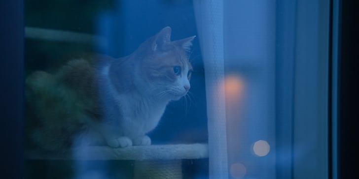 ginger cat staring out of window into the dark