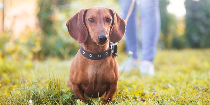 A brown standard dachshund standing on grass.