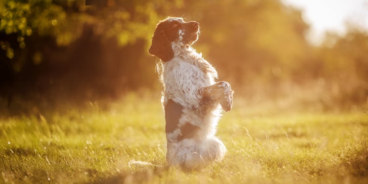 A spaniel sitting politely on grass in golden hour.