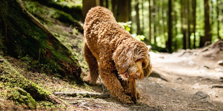 labradoodle in a forest chewing a stick