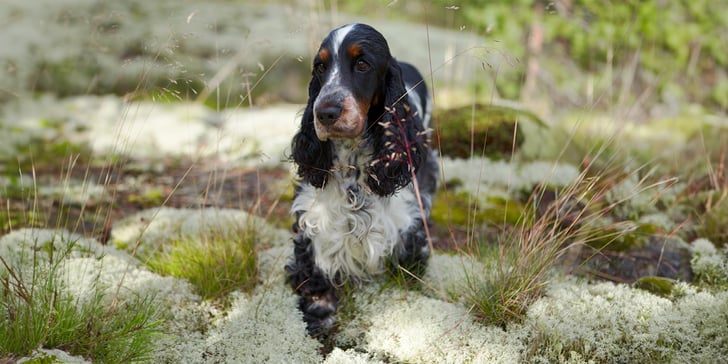 Blue roan and tan show Cocker Spaniel standing on mossy ground