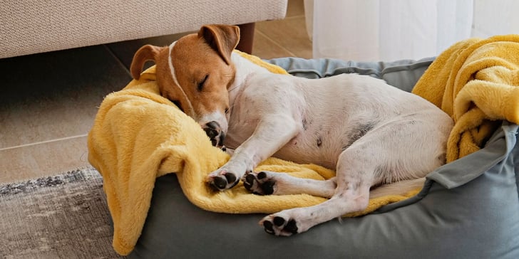 a jack russell laying in a dog bed