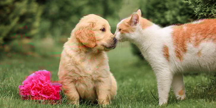 A puppy and a kitten pushing their noses together.