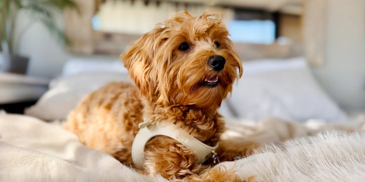 A Maltipoo wearing a harness laying down.