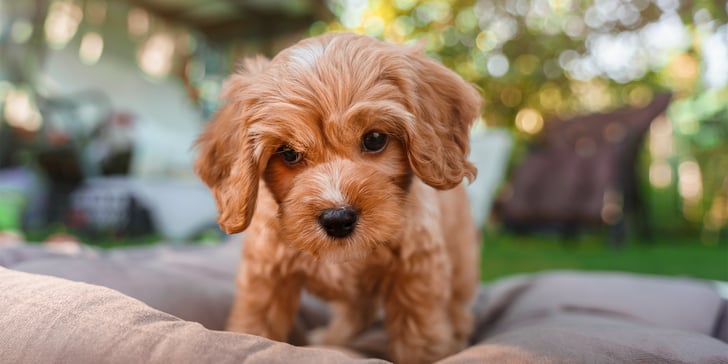 A puppy Cavapoo standing on an outdoor sofa.
