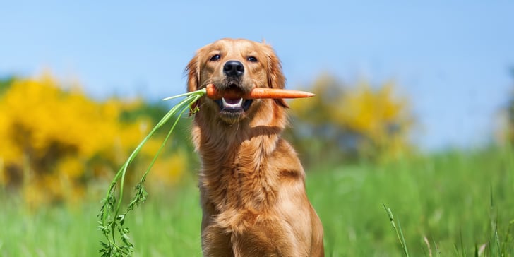 A dog with a carrot in his mouth sitting against a sunny blue sky.