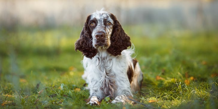 A springer spaniel sitting on grass.
