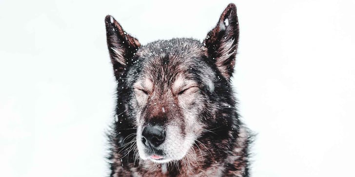 dog with eyes closed sitting in snow