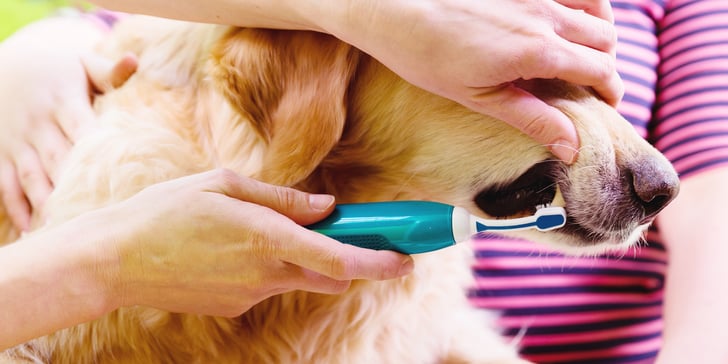 A close up image of a dog getting their teeth cleaned.