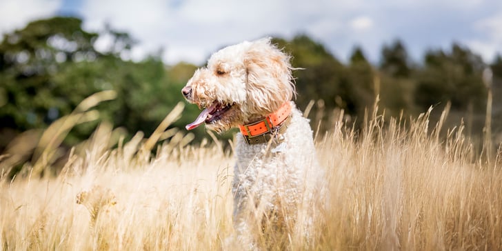 Labradoodle in long grass
