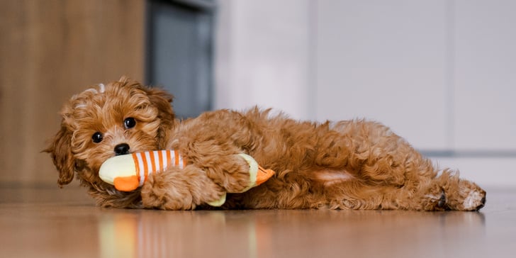 A maltipoo laying down with her toy.