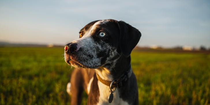 catahoula leopard dog looking to the side