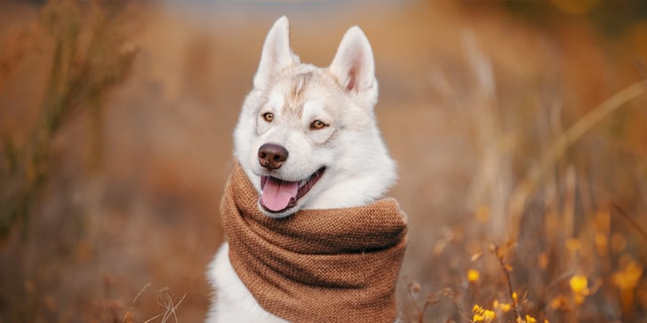 A Husky wearing a brown scarf.