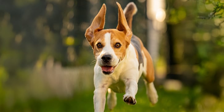 A beagle leaping through the air.