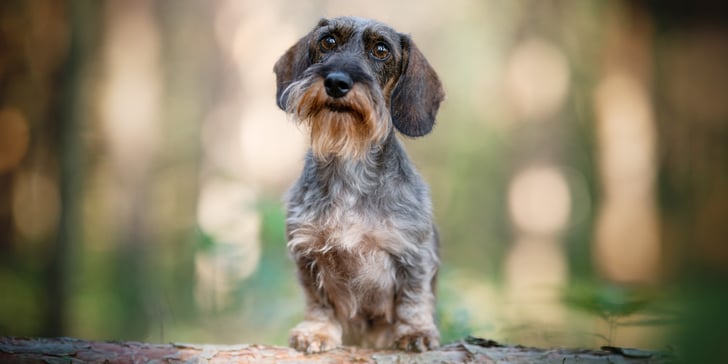 A grey long-haired dachshund.