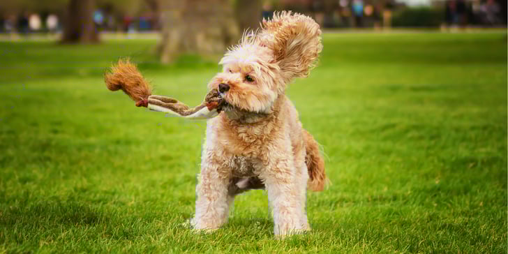 A cavapoo swinging a toy around on grass.
