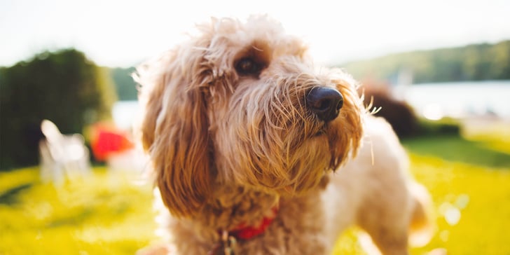 A light brown labradoodle standing in the sun.