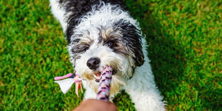 A black and white labradoodle pulling on a toy.